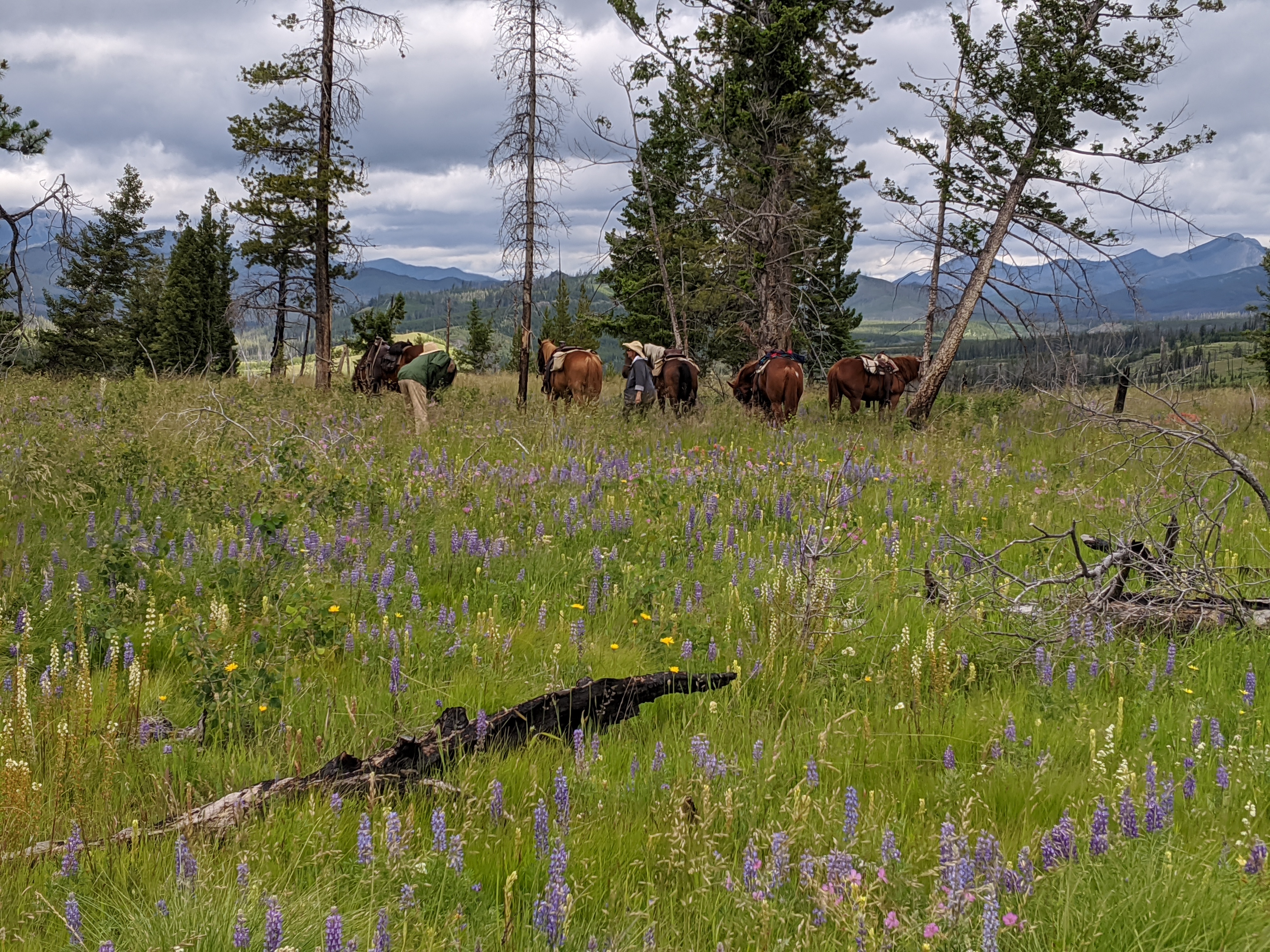 Springtime in the Rockies