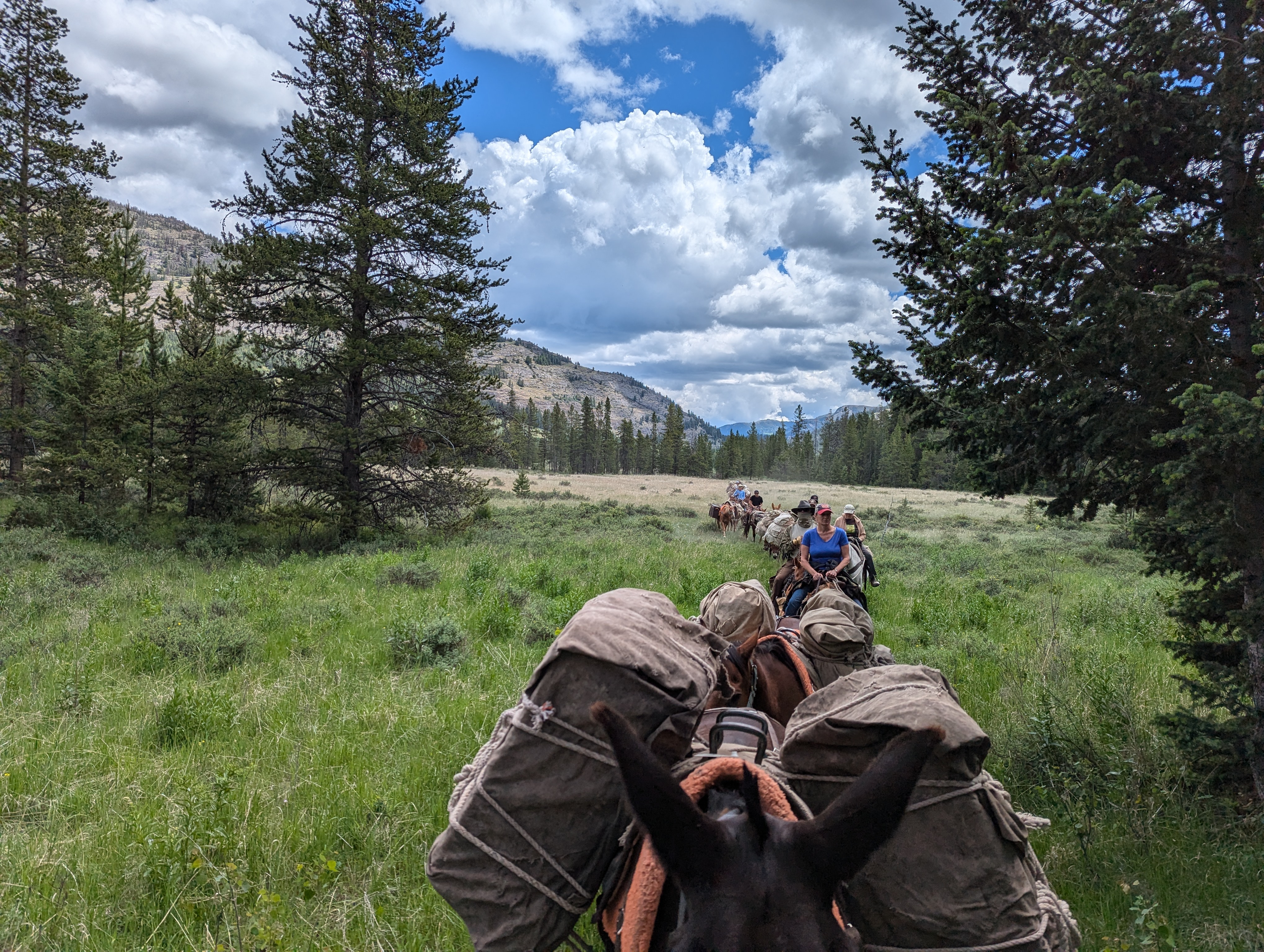 Forks of the Sun River Pack Trip